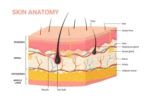 Skin layers, structure anatomy diagram, human skin infographic anatomical Stock Illustration