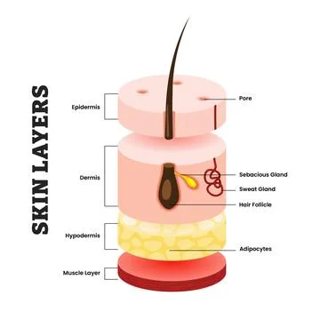 Skin layers structure anatomy, educational medical poster design healthcare.. Stock Illustration