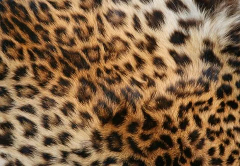 Skin of the leopard Stock Photos