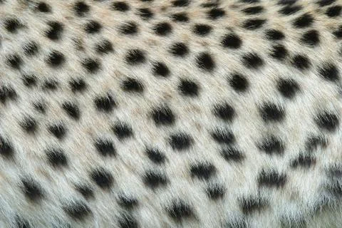 Skin of the leopard Stock Photos