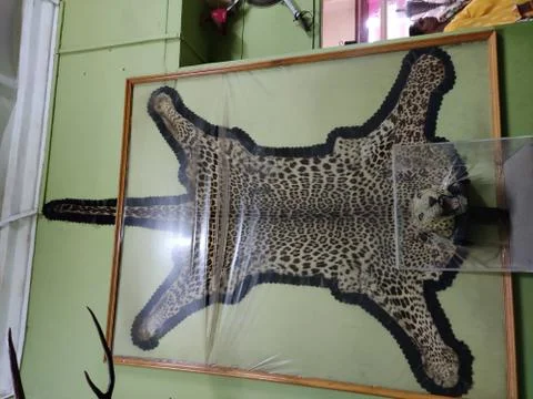 Skin of Leopard Stock Photos