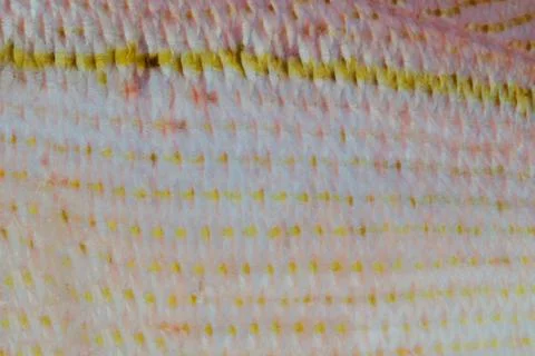 Skin pattern of a brownstripe red snapper fish. Stock Photos