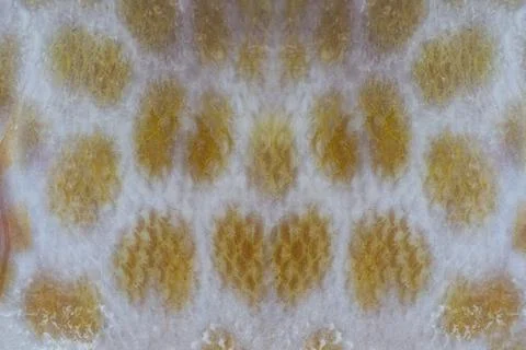 Skin pattern of a Grouper fish. Stock Photos