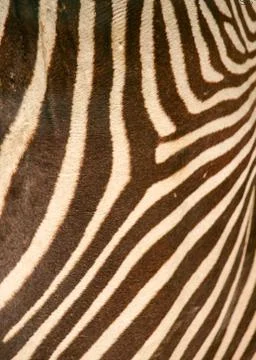 Skin pattern of zebra Stock Photos