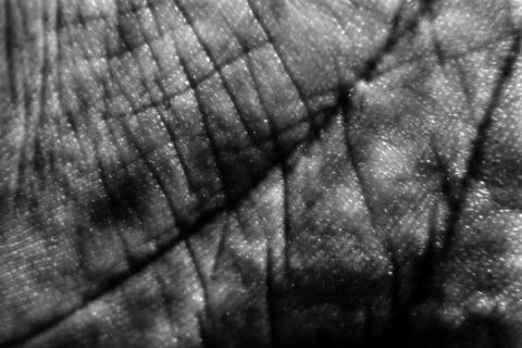 Skin Stock Photos