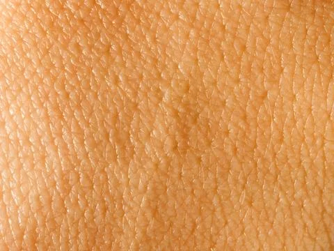 Skin. Stock Photos