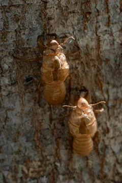Skin shell of sing cicada on tree trunk. 写真素材