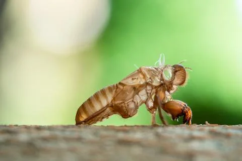 Skin shell of sing cicada on tree trunk. Stock-Fotos