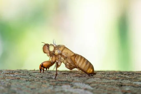 Skin shell of sing cicada on tree trunk. Foto stock