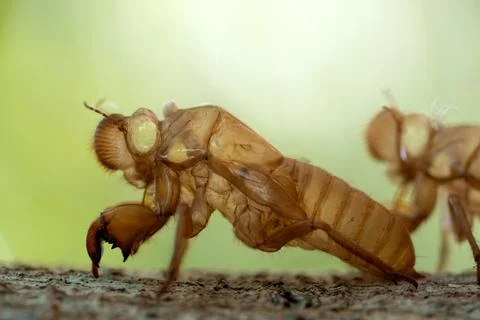 Skin shell of sing cicada on tree trunk. Foto stock