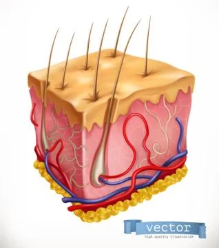Skin Structure. Medicine. 3d vector icon Stock Illustration