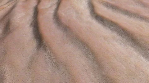 Skin surface wrinkle  Stock Footage