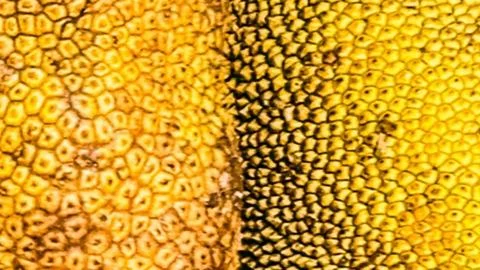 The skin texture of Artocarpus integer fruit Stock Photos