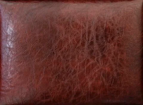 Skin texture on the back of the bed Stock Photos