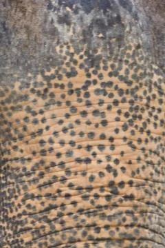 Skin texture of elephant Stock Photos