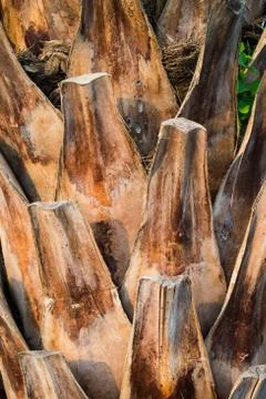Skin tree Stock Photos