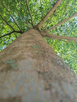 Skin tree Stock Photos