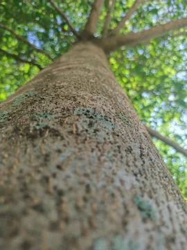 Skin tree Stock Photos