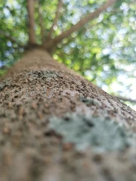 Skin tree Stock Photos