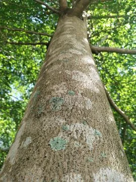 Skin tree Stock Photos
