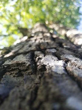Skin tree Stock Photos
