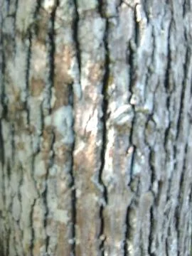Skin tree Stock Photos