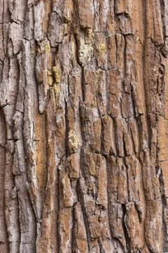 Skin of tree texture Stock Photos