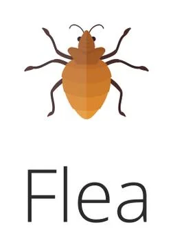 Skin vermin flea Illustrazione stock