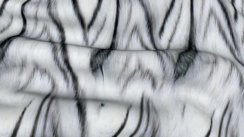 The skin of a white tiger in motion. Stock Footage 103580072