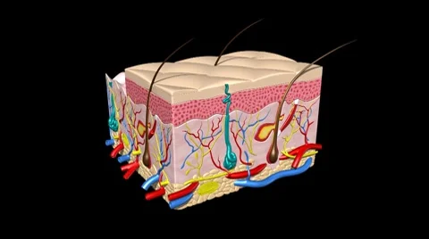 Skin X-Section Vidéo 7765546