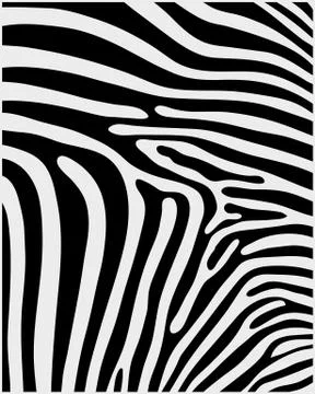 Skin of zebra  Stock Illustration