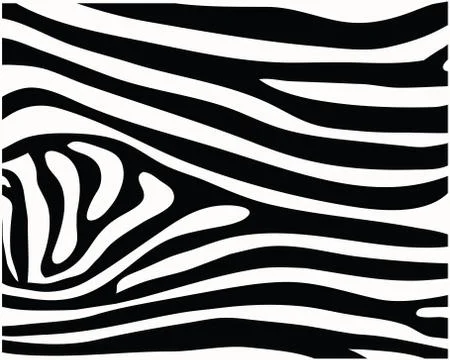 Skin of zebra Stock Illustration