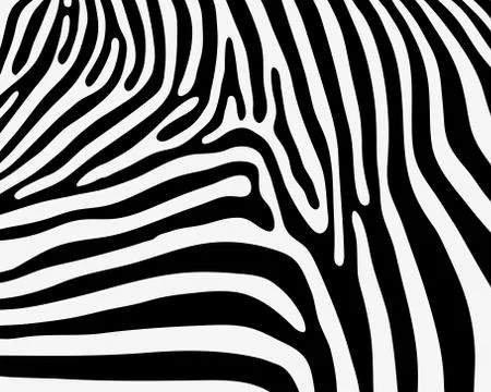 Skin of zebra Stock Illustration