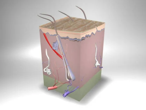 Skin1 库存影片 446421