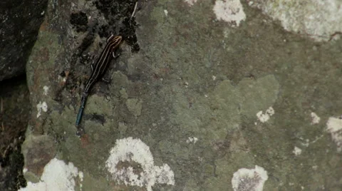 Skink With Broken Tail Stock Footage 54560418