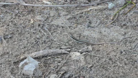 Skink crawling on the dry floor Stock Footage 89042430