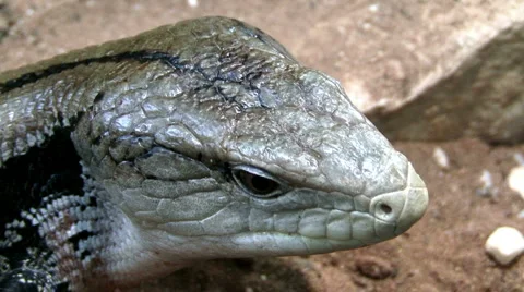 Skink Stock Footage 4001335