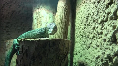 Skink, green lizard standing on a piece of wood. Stock Footage 260366935