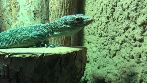 Skink, green lizard standing on a piece of wood. Stock Footage 260366940