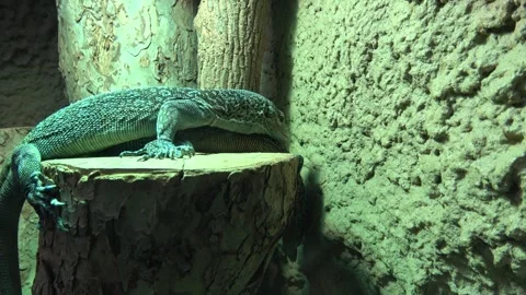 Skink, green lizard standing on a piece of wood. Stock Footage 260366947