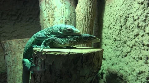 Skink, green lizard standing on a piece of wood. Stock Footage 260366958