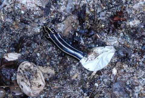 Skink hatching from egg Stock Photos