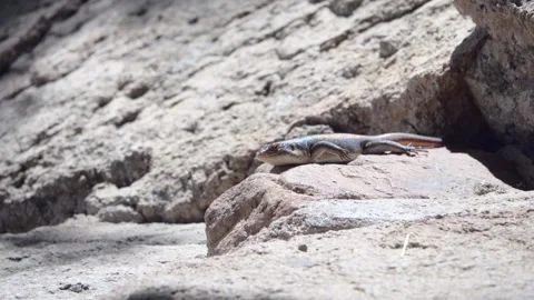 Skink Lizard Basking on Sunlit Rocks in Kruger National Park Stock Footage 341575358