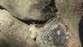 Skink Lizard With Blue Tail Climbing On Rocks 4k or 4k+ Resolution