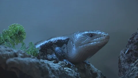 Skink Lizard Crawls Between Two Logs HD Video 스톡 동영상 89876019