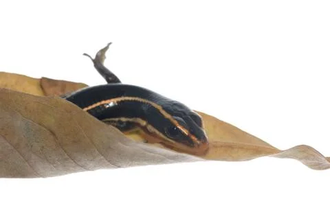 Skink lizard on dry leaf Stock Photos