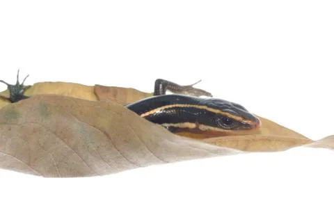 Skink lizard on dry leaf Foto stock