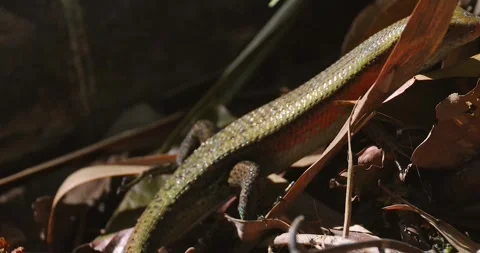 Skink lizard on forest floor leaf litter macro shot Stock Footage 340539899