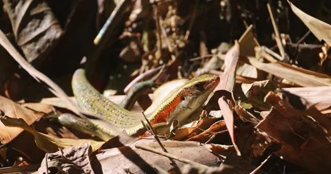 Skink lizard with orange stripe resting on dry forest leaves Видео 336630311
