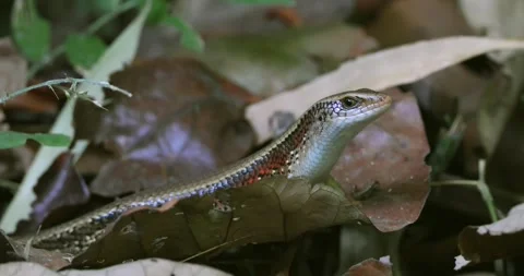 Skink lizard peeking through dry leaves on forest floor close-up Stock Footage 332387318